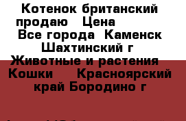 Котенок британский продаю › Цена ­ 3 000 - Все города, Каменск-Шахтинский г. Животные и растения » Кошки   . Красноярский край,Бородино г.